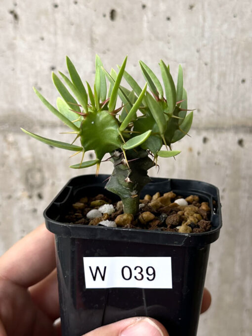 【現品限り】ユーフォルビア・ムランジーナ 実生【W39】 Euphorbia mlanjeana【植物】塊根植物 夏型 コーデックス