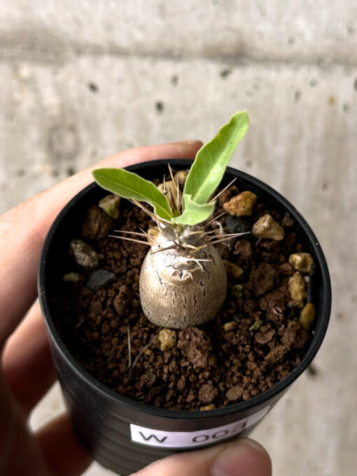 【現品限り】パキポディウム・レアリー【W3】 Pachypodium lealii【植物】塊根植物 夏型 コーデックス - 画像 (2)