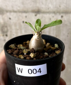 【現品限り】パキポディウム・レアリー【W4】 Pachypodium lealii【植物】塊根植物 夏型 コーデックス