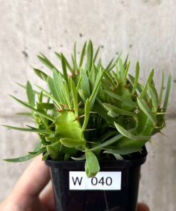 【現品限り】ユーフォルビア・ムランジーナ 実生【W40】 Euphorbia mlanjeana【植物】塊根植物 夏型 コーデックス