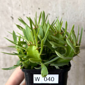 【現品限り】ユーフォルビア・ムランジーナ 実生【W40】 Euphorbia mlanjeana【植物】塊根植物 夏型 コーデックス