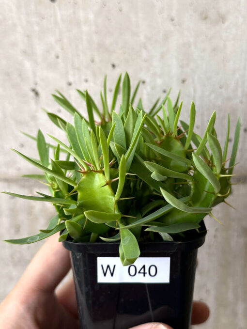 【現品限り】ユーフォルビア・ムランジーナ 実生【W40】 Euphorbia mlanjeana【植物】塊根植物 夏型 コーデックス