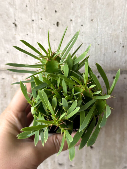 【現品限り】ユーフォルビア・ムランジーナ 実生【W40】 Euphorbia mlanjeana【植物】塊根植物 夏型 コーデックス - 画像 (2)