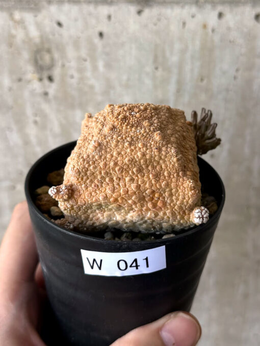 【現品限り】プセウドリトス・クビフォルメ【W41】 Pseudolithos cubiforme【植物】塊根植物 夏型 コーデックス