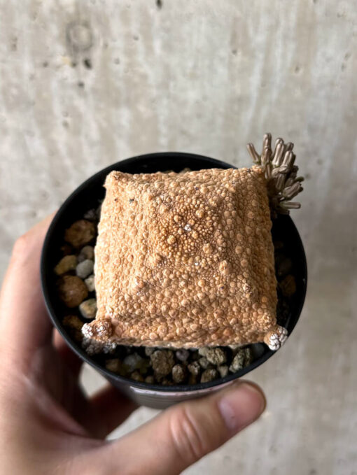 【現品限り】プセウドリトス・クビフォルメ【W41】 Pseudolithos cubiforme【植物】塊根植物 夏型 コーデックス - 画像 (2)