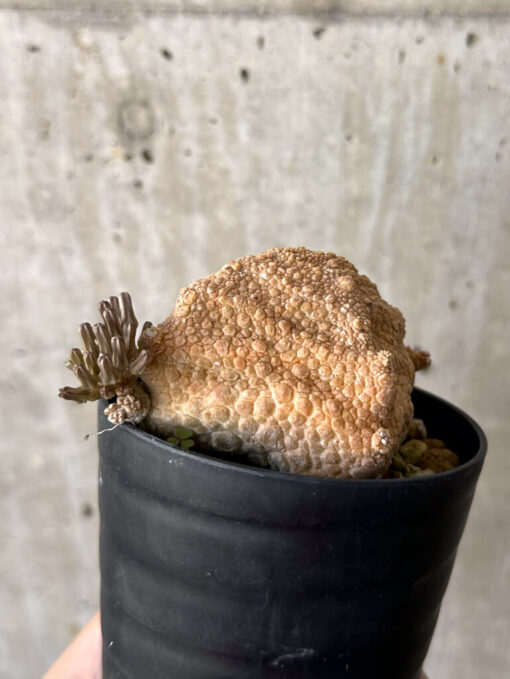 【現品限り】プセウドリトス・クビフォルメ【W41】 Pseudolithos cubiforme【植物】塊根植物 夏型 コーデックス - 画像 (4)
