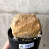【現品限り】プセウドリトス・クビフォルメ【W42】 Pseudolithos cubiforme【植物】塊根植物 夏型 コーデックス
