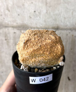 【現品限り】プセウドリトス・クビフォルメ【W42】 Pseudolithos cubiforme【植物】塊根植物 夏型 コーデックス