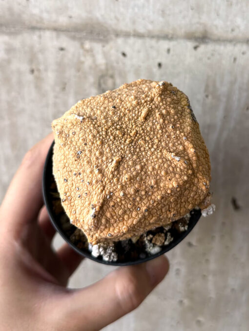 【現品限り】プセウドリトス・クビフォルメ【W42】 Pseudolithos cubiforme【植物】塊根植物 夏型 コーデックス - 画像 (2)