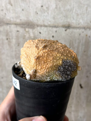 プラントブラザーズ
