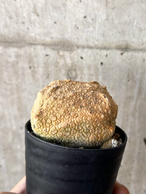 【現品限り】プセウドリトス・クビフォルメ【W42】 Pseudolithos cubiforme【植物】塊根植物 夏型 コーデックス - 画像 (5)