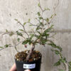 【現品限り】オペルクリカリア・パキプス 根挿し【W43】 Operculicarya pachypus【植物】塊根植物 夏型 コーデックス