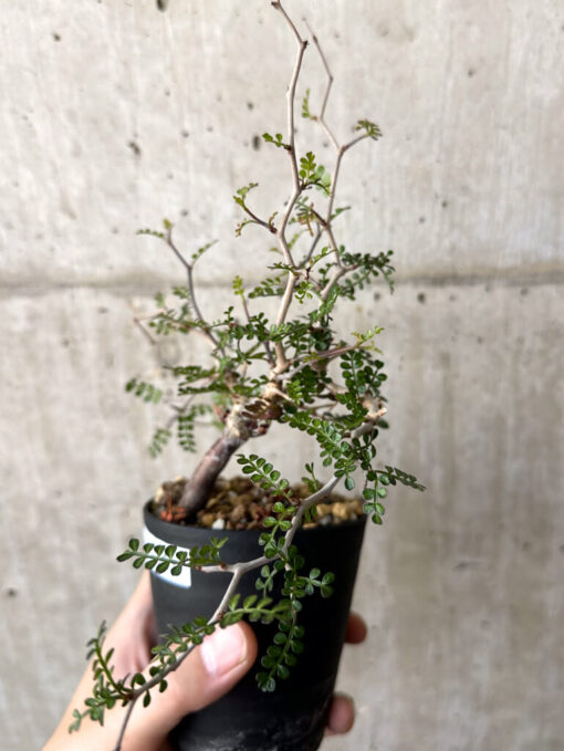【現品限り】オペルクリカリア・パキプス 根挿し【W43】 Operculicarya pachypus【植物】塊根植物 夏型 コーデックス - 画像 (3)