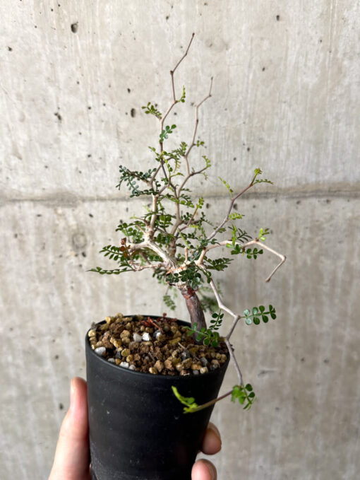 【現品限り】オペルクリカリア・パキプス 根挿し【W43】 Operculicarya pachypus【植物】塊根植物 夏型 コーデックス - 画像 (5)