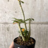【現品限り】ドルステニア・ギガス 実生【W44】 Dorstenia gigas【植物】塊根植物 夏型 コーデックス