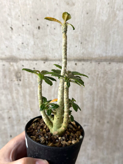 【現品限り】ドルステニア・ギガス 実生【W44】 Dorstenia gigas【植物】塊根植物 夏型 コーデックス - 画像 (3)