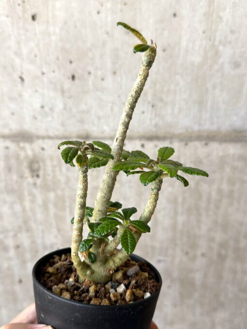 【現品限り】ドルステニア・ギガス 実生【W44】 Dorstenia gigas【植物】塊根植物 夏型 コーデックス - 画像 (4)