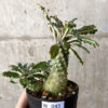 【現品限り】ドルステニア・ラブラニー【W45】 Dorstenia lavrani【植物】塊根植物 夏型 コーデックス
