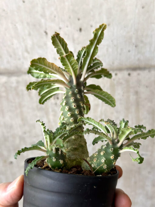 【現品限り】ドルステニア・ラブラニー【W45】 Dorstenia lavrani【植物】塊根植物 夏型 コーデックス - 画像 (5)