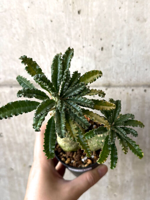 【現品限り】ドルステニア・ラブラニー【W46】 Dorstenia lavrani【植物】塊根植物 夏型 コーデックス - 画像 (2)