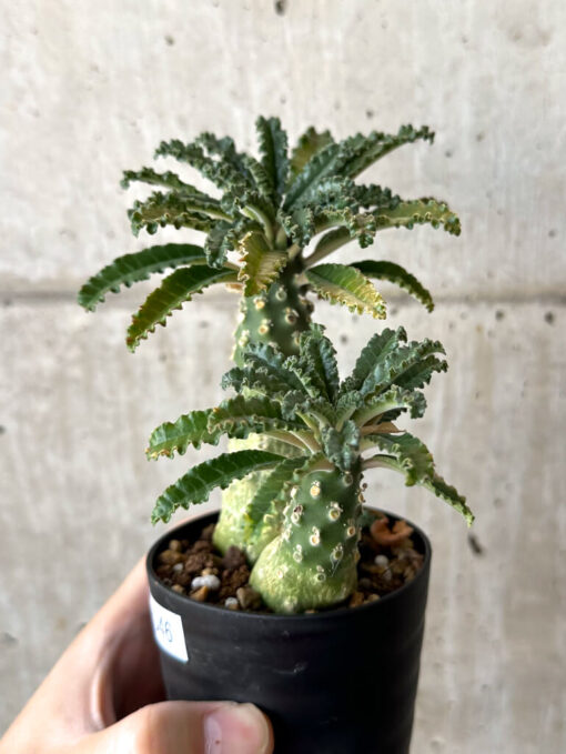 【現品限り】ドルステニア・ラブラニー【W46】 Dorstenia lavrani【植物】塊根植物 夏型 コーデックス - 画像 (3)