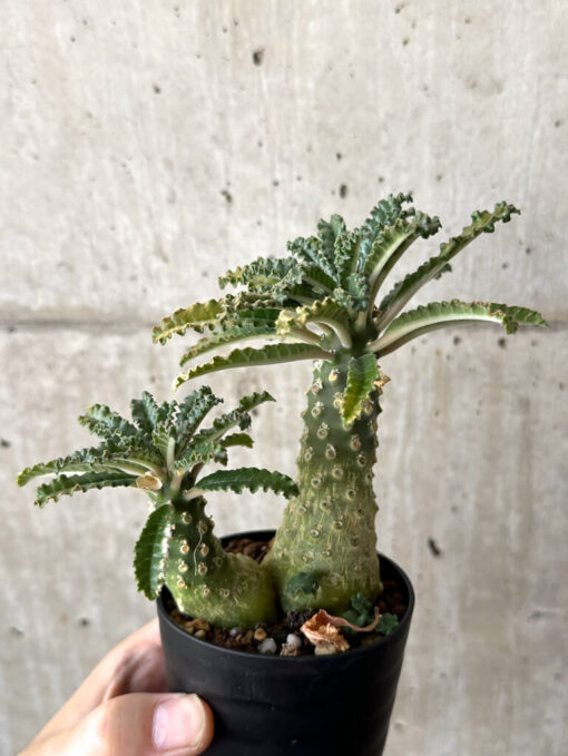 【現品限り】ドルステニア・ラブラニー【W46】 Dorstenia lavrani【植物】塊根植物 夏型 コーデックス - 画像 (4)