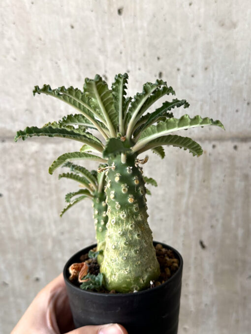 【現品限り】ドルステニア・ラブラニー【W46】 Dorstenia lavrani【植物】塊根植物 夏型 コーデックス - 画像 (5)