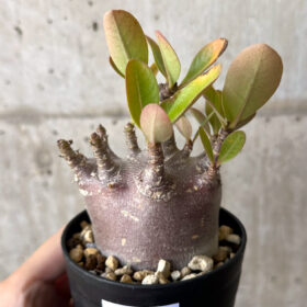 【現品限り】アデニウム・アラビカム ブラックスキン【W47】 Adenium arabicum ‘Black skin’【植物】塊根植物 夏型 コーデックス
