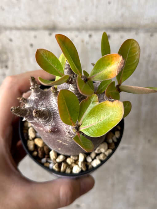 【現品限り】アデニウム・アラビカム ブラックスキン【W47】 Adenium arabicum ‘Black skin’【植物】塊根植物 夏型 コーデックス - 画像 (2)