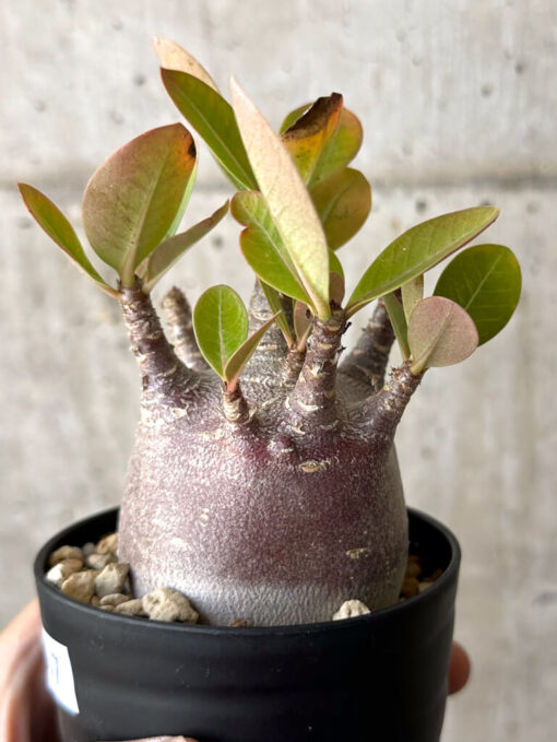 【現品限り】アデニウム・アラビカム ブラックスキン【W47】 Adenium arabicum ‘Black skin’【植物】塊根植物 夏型 コーデックス - 画像 (3)