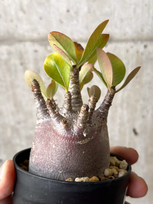 【現品限り】アデニウム・アラビカム ブラックスキン【W47】 Adenium arabicum ‘Black skin’【植物】塊根植物 夏型 コーデックス - 画像 (5)