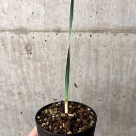 【現品限り】ブーファン・ディスティチャ 実生4年【W48】 Boophane disticha【植物】塊根植物 夏型 コーデックス