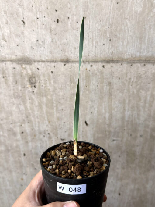 【現品限り】ブーファン・ディスティチャ 実生4年【W48】 Boophane disticha【植物】塊根植物 夏型 コーデックス