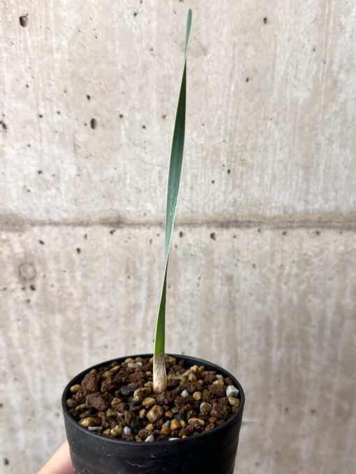 【現品限り】ブーファン・ディスティチャ 実生4年【W48】 Boophane disticha【植物】塊根植物 夏型 コーデックス - 画像 (2)