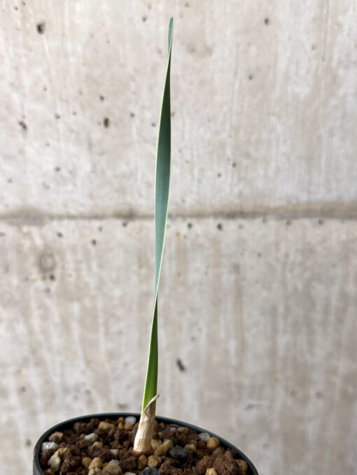 【現品限り】ブーファン・ディスティチャ 実生4年【W48】 Boophane disticha【植物】塊根植物 夏型 コーデックス - 画像 (4)
