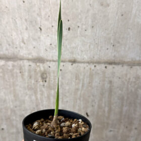 【現品限り】ブーファン・ディスティチャ 実生4年【W49】 Boophane disticha【植物】塊根植物 夏型 コーデックス