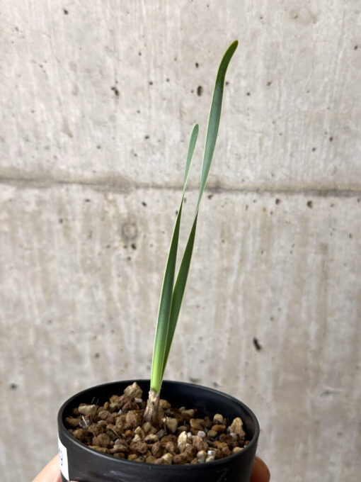 【現品限り】ブーファン・ディスティチャ 実生4年【W49】 Boophane disticha【植物】塊根植物 夏型 コーデックス - 画像 (3)