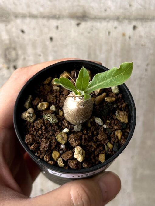 【現品限り】パキポディウム・レアリー【W4】 Pachypodium lealii【植物】塊根植物 夏型 コーデックス - 画像 (2)