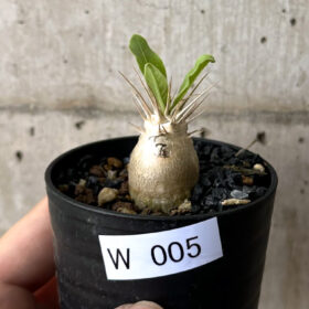 【現品限り】パキポディウム・レアリー【W5】 Pachypodium lealii【植物】塊根植物 夏型 コーデックス