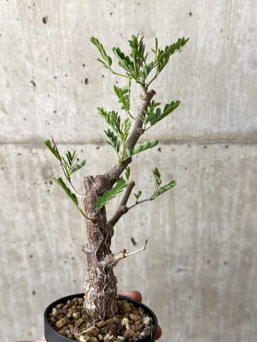 【現品限り】センナ・メリディオナリス 実生【W50】 Senna meridionalis【植物】塊根植物 夏型 コーデックス - 画像 (4)