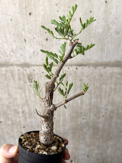 【現品限り】センナ・メリディオナリス 実生【W50】 Senna meridionalis【植物】塊根植物 夏型 コーデックス - 画像 (5)