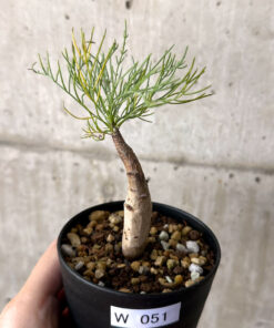 【現品限り】コミフォラ・クラウセリアーナ【W51】 Commiphora kraeuseliana【植物】塊根植物 夏型 コーデックス