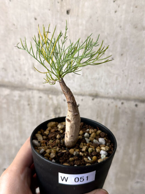 【現品限り】コミフォラ・クラウセリアーナ【W51】 Commiphora kraeuseliana【植物】塊根植物 夏型 コーデックス