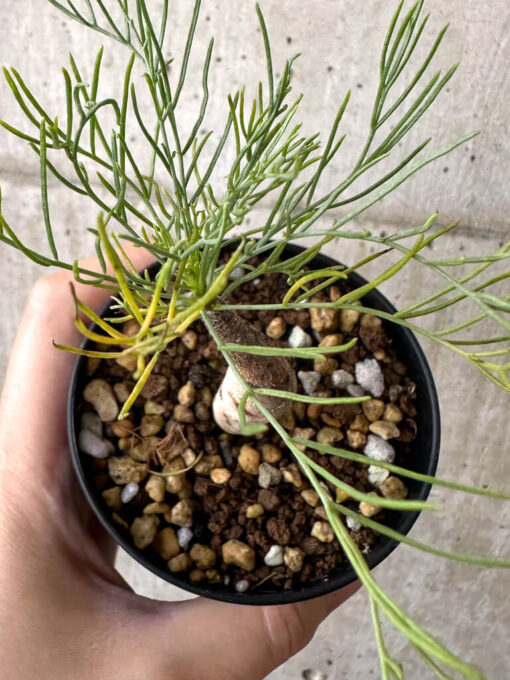 【現品限り】コミフォラ・クラウセリアーナ【W51】 Commiphora kraeuseliana【植物】塊根植物 夏型 コーデックス - 画像 (2)