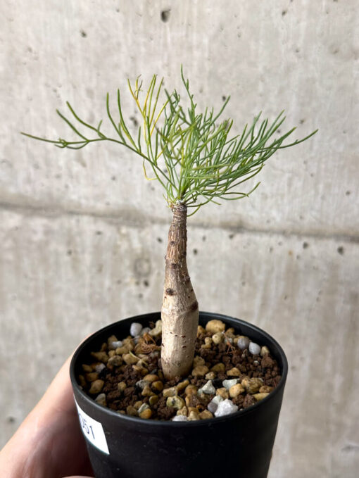 【現品限り】コミフォラ・クラウセリアーナ【W51】 Commiphora kraeuseliana【植物】塊根植物 夏型 コーデックス - 画像 (3)