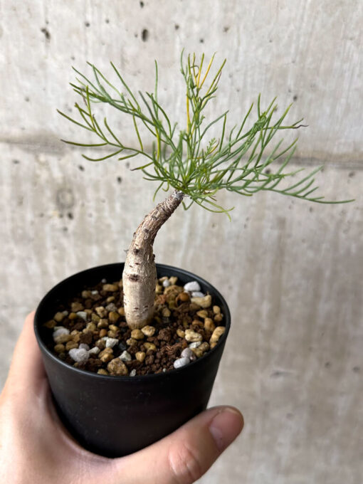 【現品限り】コミフォラ・クラウセリアーナ【W51】 Commiphora kraeuseliana【植物】塊根植物 夏型 コーデックス - 画像 (4)