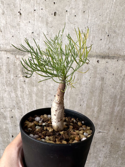 【現品限り】コミフォラ・クラウセリアーナ【W51】 Commiphora kraeuseliana【植物】塊根植物 夏型 コーデックス - 画像 (5)
