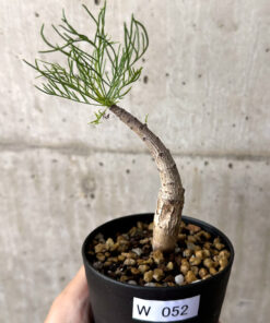 【現品限り】コミフォラ・クラウセリアーナ【W52】 Commiphora kraeuseliana【植物】塊根植物 夏型 コーデックス