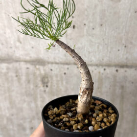 【現品限り】コミフォラ・クラウセリアーナ【W52】 Commiphora kraeuseliana【植物】塊根植物 夏型 コーデックス