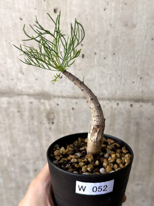 【現品限り】コミフォラ・クラウセリアーナ【W52】 Commiphora kraeuseliana【植物】塊根植物 夏型 コーデックス